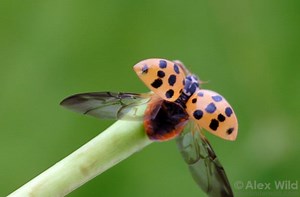 Coccinellidae ~ Everything You Need to Know with Photos | Videos