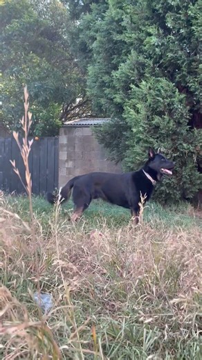 Bi color German Shepherd Panzer ❤️ #gsd #germanshepherd #Panzerdagshepherd_ #bicolorgsd