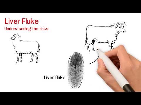 Liver fluke