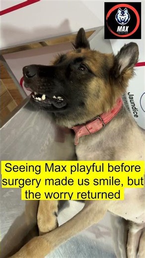 A Tough Day for Max: His Biopsy Story #Max_Shorts_110 #maxthepetdog