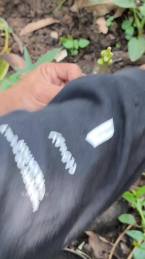 mango stone grafting with double rootstock #mangografting #graftingtechniques #stonegrafting #gardeningtips | Abi Garden