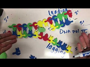 Modeling DNA Replication