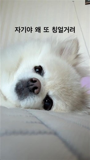 자기야 왜 또 칭얼거려.. 강아지랑 누워있기 체험 #애견영상 #강아지 #pomeranian #강아지일상 #perritos #cute #허브 #반려견