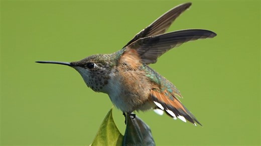 When will hummingbirds arrive in NY? Migration is underway
