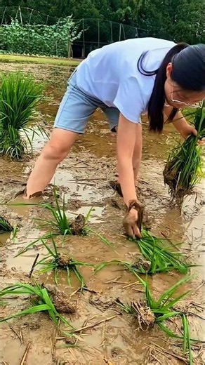 new method in planting rice #ricefarmers #riceplanting #ricefields #ricechildren #shortvideo #sho...