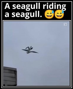 😅😅 #aseagullridingaseagull #funny #humor #funnyvideos | Funny thoughts and jokes.