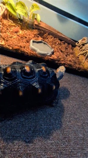 GG aka Girly Girl🐢🐾🐾🐾🐾 #animallovers #animals #cuteanimals #pets #tortoise #facts #zoological