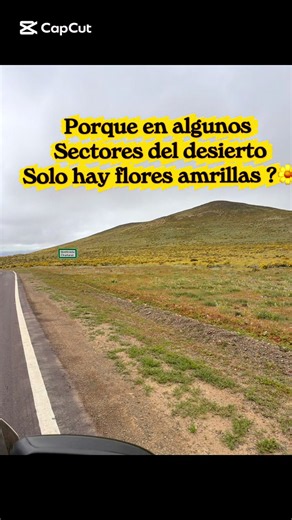 Flores Amarillas del Desierto: ¿Por qué son las primeras en aparecer?