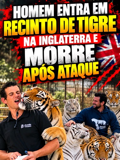 Homem entra em recinto de tigre e morre após ataque no Reino Unido