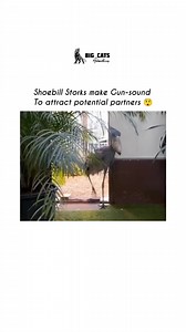 15K views · 183 reactions | The shoebill stork is a solitary and...