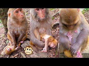 Stupid mother monkey doesn't know how to take care of her baby, the baby monkey cries loudly