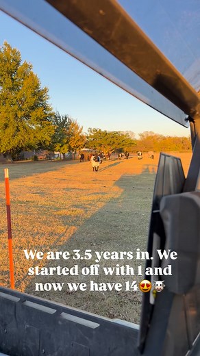 About to be 15 🙏🏻🐮🙌🏻 Been thinking about our next step here for a bit. We will see how many we have here soon. Such a fun good experience! Some have got to go. We will see how long it takes us 🤪 #country #animals #farmanimals #living #life #animalkingdom #farm #animalplanet #animalcrossing #baby #viralreels #cattle #cows #cow #bulls #bull #ranch #cowboy #happy #healthy #beef #farmland #farmhouse | Gaylee Suchanek