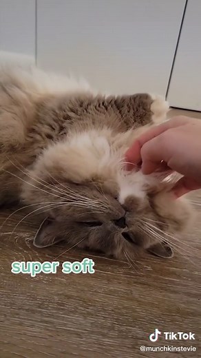 Unveiling the Price of the Cutest Munchkin Cats!