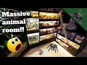 ALL OF MY ANIMALS (150+)! Full Animal Room Tour