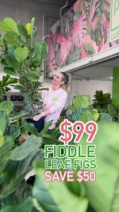 🔥 $99 Fiddle Leaf Fig Sale 🔥 Save $50‼️ Large, lush & seriously well established. Massive restock just landed in both sheds — don’t miss out‼️ Warning: These Fiddles are hard to say no to. Here’s why: ✅ Extra Tall ✅ Multi-Stemmed ✅ Super Lush & Healthy ✅ Interior Designers’ Choice 📍 CARINGBAH - 191 Taren Point Rd 📍 NORTH PARRAMATTA - 1 Bourke St 🌿 OPEN 7 DAYS 🌿 LUSH FOR LESS 🌿 DELIVERY AVAILABLE 🌿 250 ⭐⭐⭐⭐⭐ GOOGLE REVIEWS | Indoor Plant Shed