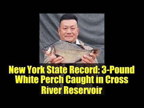 New York State Record: 3-Pound White Perch Caught in Cross River Reservoir