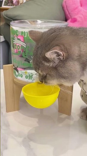My Cats Love This! 2300ml Auto Water Dispenser