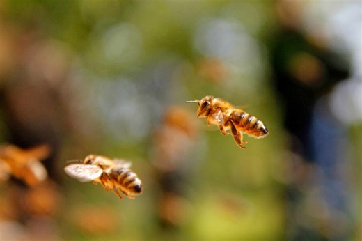 How to keep bees away from your home for good