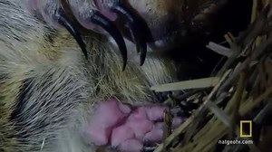 Under the Arctic tundra, this ground squirrel pulls off a small biological miracle: it stays alive even when its body temperature drops below freezing during hibernation. Take a look! | National Geographic TV