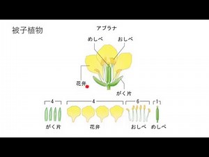 被子植物の花のつくりとはたらき
