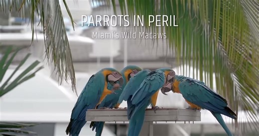 parrot lady? 🦜 #parrot #parrotsoftiktok #bird #greece