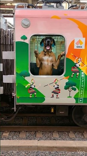 #グレートデン