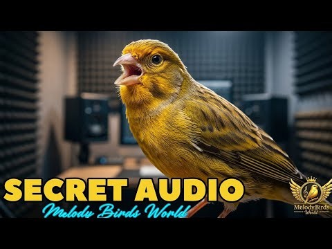 The Science Behind the Perfect Bird Tweet: The Secrets of Spanish Temprado Canary Training