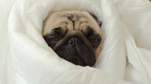 How To Tell If Your Dog Is Too Cold