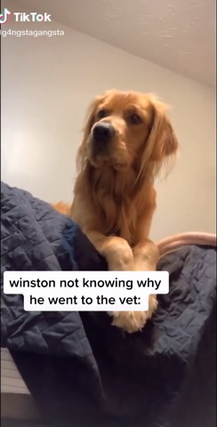 and that’s on artificial insemenation😌✌🏼 #goldendoodle #puppy #dad #fyp #feaureme #viral #xyzbca #dog #cute