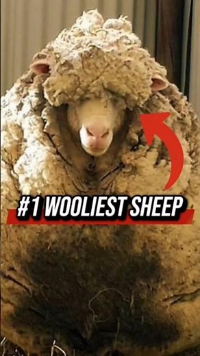 3 Animal Records That Are UNBREAKABLE 😱