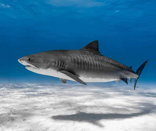 10 Fascinating Facts About Tiger Sharks: The Ocean's Fierce Predators