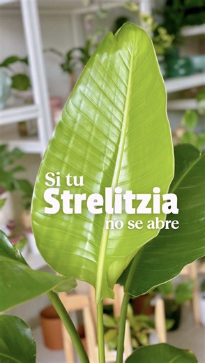 ¿Tu Strelitzia sacó hoja nueva pero quedó toda enrollada? 🌿 Suele pasar por falta de humedad ambiental 💦 Cuando la hoja ya salió por completo, podés ayudarla humedeciéndola suavemente con un trapo o pulverizando. ⚠️ Antes no, porque si todavía está adentro del tallo, la hoja se puede dañar. #saviatips #strelitzia #plantasdeinterior #cuidadodeplantas #plantlover