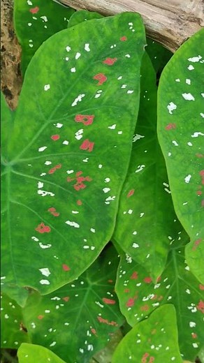 Caladium Bicolor – Beautiful Heart-Shaped Leaves Plant
