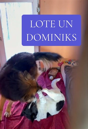 Labākie draugi Lote un Dominiks vēl aizvien meklē mājas! Ar šiem ķepaiņiem garlaicīgi nebūs nekad! 🙈💓 Lote - Dzimusi 16.04.2019. - Bezšķirnes - MČ: 900164004005965 Dominiks - Dzimis 09.06.2020. - Bezšķirnes - MČ: 900185000007065 - Veselības stāvoklis: klīniski veseli - Pieejami adopcijai kopā, “Ķepu-Ķepā t.29678601 (ārkārtas gadījumos t.29733601)