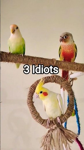 3 types of Pet Birds Together