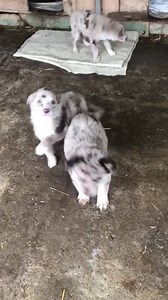 RO/EN Priviți ce minuni am preluat de pe stradă din Brăila. Copii care nu au greșit cu nimic nimănui niciodată. Ei sunt rodul ignoranței oamenilor. A celor care nu-și sterilizează animalele. Noi, însă, le promitem că vom lupta să aibă o viață de poveste. Dacă doriți să le oferiți o mână de ajutor, donați în conturile de mai jos. Au nevoie urgent de vaccinuri. Sunt mici, fragili și se pot îmbolnăvi grav în orice moment. Mulțumim! Look what beauties we have taken from the streets of Braila. Kids t