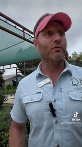 47 reactions · 6 comments | What is a Camellia Sasanqua? What is a Camellia Japonica? Why would you want one in your yard? JD explains! #camellia | Dothan Nurseries Greenhouse, Gardens, and Gifts | Facebook