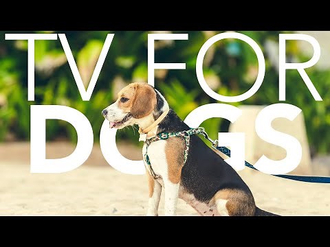 The BEST Dog TV Video Experience! Fun and Relaxing TV for Dogs!