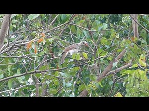 Regent Bowerbird Female calling - NSW North Coast, Australia HD