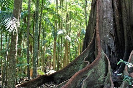 Witches Falls Circuit Tamborine Mountain | Must Do Gold Coast