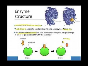6.3 Enzymes and Metabolic Pathways