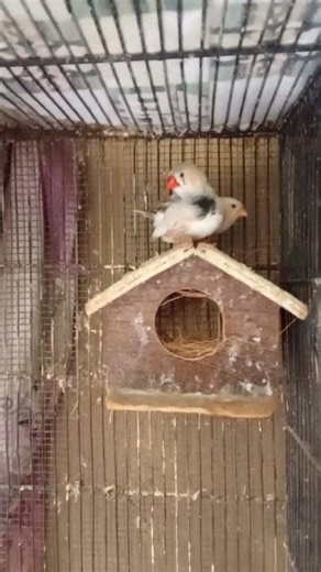 Common Finch breeder pair Nesting 🪹 complete