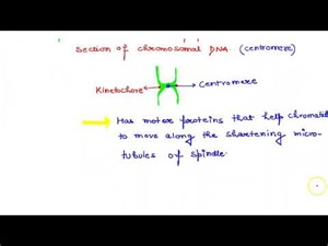 What does a kinetochore consist of? | 11 | CELL CYCLE AND CELL DIVISION | BIOLOGY | PRADEEP | D...
