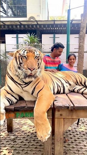 TIGER PARK PATTAYA 🐅 Travellust Holidays Thailand Honeymoon Packages ✈️