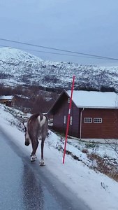 39K views · 34K reactions | That Friday feeling! 朗 Clocking out and heading home! 歷懶 Video: @lidia_pm  #tromsolove | Tromsolove | Facebook