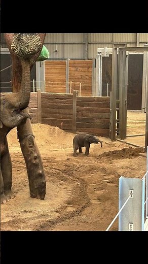 Baby Elephant's First Steps at Whipsnade Zoo! 🐘