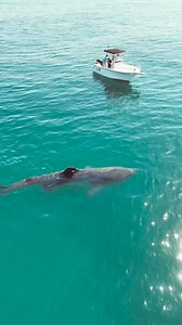 14K views · 233 reactions | Just Cruising  : @the_saltyclam #shark #sharks #sharklover #baskingshark #sharkconservation #sharkwatch #savesharks #sharklove #wildlife #nature #sea #ocean #oceanlife #marinelife #robertmosesbeach Title: Serene Artist: Dhruv Goel Link: https://www.facebook.com/sound/collection/?sound_collection_tab=sound_tracks&asset_id=349998544573212&reference=artist_attr | Shark Lovers | Facebook