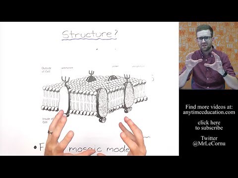 What is the Cell Membrane?
