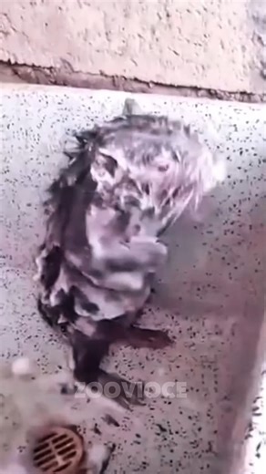 Fascinating Facts About Rats You Didn’t Know! 🐭