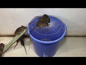 Amazing!!! 15 Mice in Trapped 🐀 Best mouse/ Rat Trap 🐀Good idea Mouse Trap 🐀 House Mice